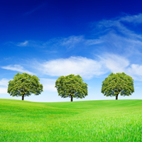 Auf einer grünen Wiese stehen vor einem blauen Himmel drei Bäume.